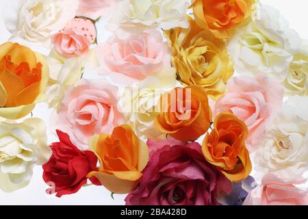 Gros plan des roses sur fond blanc Banque D'Images