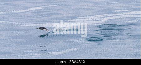 Un pingouin court de Chin ' Pygoscelis antarcticus ' marsouins à la terre d'alimentation. Banque D'Images