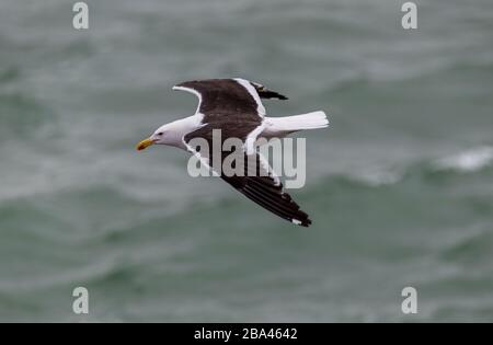 Un crâne de Kelp 'Larus dominicanus ' glisse sur les vagues dans l'océan Atlantique Sud. Banque D'Images