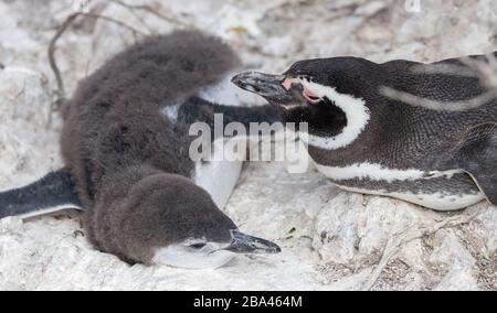 Une femelle de pingouin Magellanic ' Spheniscus magellanicus ' regarde sur le jeune chick en Argentine. Banque D'Images