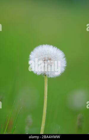 Fleurs de pissenlit isolées sur macro verticale verte Banque D'Images