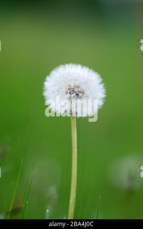 Fleurs de pissenlit isolées sur vert Banque D'Images