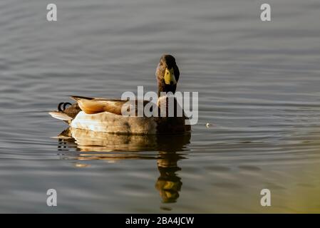 Canard Mallard mâle regardant à travers l'eau de l'étang avec réflexion montrant à la surface de l'eau. Banque D'Images