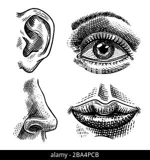 Biologie humaine, illustration de l'anatomie des organes. Main gravée dessinée dans un ancien croquis et de style vintage. Visage baiser ou lèvres détaillées et oreille, oeil ou vue, regarder Illustration de Vecteur