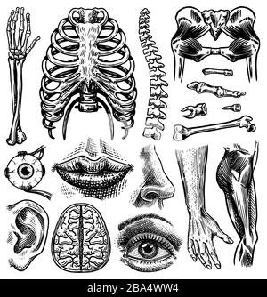 Anatomie des os et des muscles humains. Systèmes d'organes. Corps et Thorax et bassin, cœur et cerveau, œil et colonne vertébrale, collection de cortex sensoriels. Jambe et Illustration de Vecteur