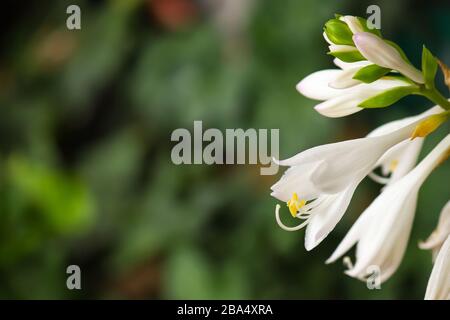 Fleurs et bourgeons blancs d'une plante hosta. Parfois appelé nénuphars plantain. Ces plantes préfèrent l'ombre et font une belle couverture de sol. Banque D'Images