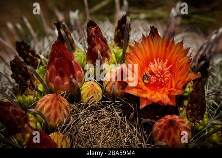 Baril Cactus Flower, Rouge, gros plan, avec les abeilles Banque D'Images