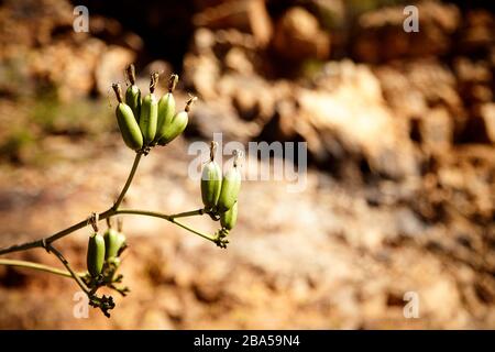 Gros plan des ampoules de fleurs avec Desert Rocks en arrière-plan Banque D'Images