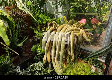 Asheville, Caroline du Nord - 24 juillet 2019 - belles fleurs dans le jardin d'hiver de Biltmore. Banque D'Images