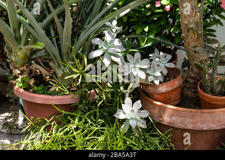 Asheville, Caroline du Nord - 24 juillet 2019 - belles fleurs dans le jardin d'hiver de Biltmore. Banque D'Images