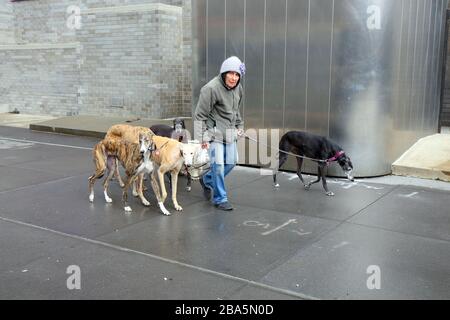 New York, NY, 25 mars 2020. L'humeur dans la ville comme une femme marche ses plusieurs whippets pendant la pandémie de coronavirus COVID-19. Crédit: Robert K. Chin. Banque D'Images