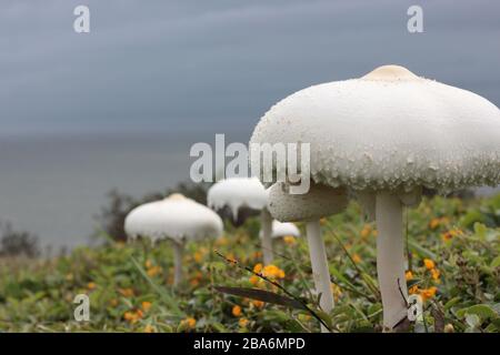 Champignons blancs dans le domaine de l'herbe verte, petites fleurs jaunes, mer en arrière-plan Banque D'Images