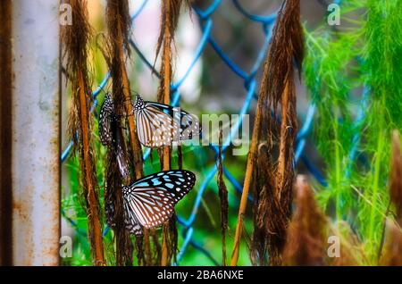 Papillons bleus glaneux se reposant sur l'aneth mort, herbes aromatiques avec des feuilles vertes délicates et féatheries. Banque D'Images