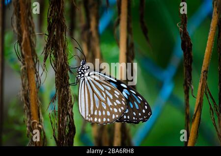 Papillon bleu glany reposant sur l'aneth mort, herbe aromatique avec des feuilles vertes délicates et féathery. Banque D'Images