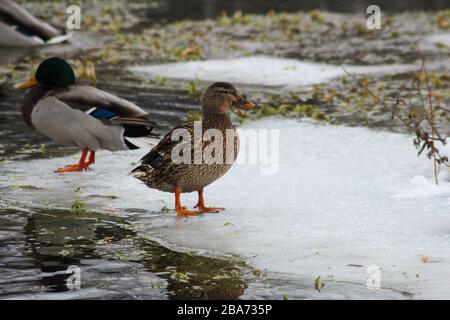 Canards en hiver sur un lac sur une banquise Banque D'Images