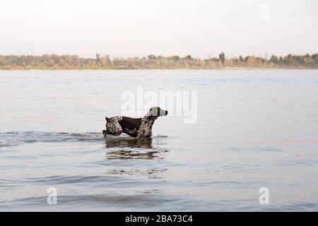 Chien pointeur allemand à courte diffusion debout dans l'eau. Banque D'Images