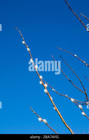 Chatons des saules contre le ciel bleu Banque D'Images