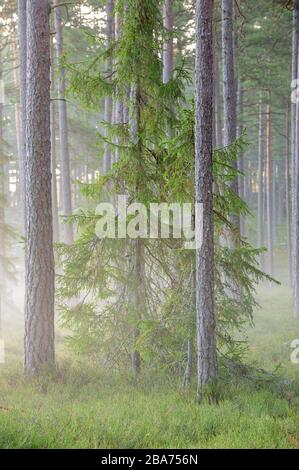 Brume matinale dans une forêt de conifères, Vingåker, Södermanland, Suède Banque D'Images