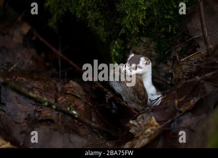 Le moins de weasel avec des proies (Bank vole) Banque D'Images