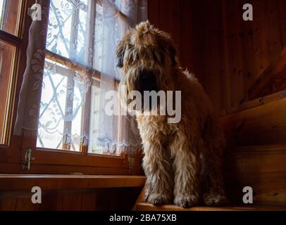 Le chien se trouve sur les escaliers en bois de la maison à côté de la fenêtre et regarde la caméra. Banque D'Images