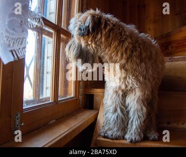 Le chien, un Terrier irlandais de blé, se trouve sur un escalier dans la maison et donne sur la fenêtre. Banque D'Images