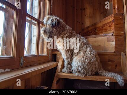 Le chien, un Terrier irlandais de blé, se trouve sur un escalier dans la maison et donne sur la fenêtre. Banque D'Images