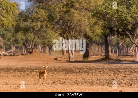 Un Impala vu dans le parc national du Zimbabwe Mana Pools. Banque D'Images