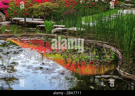 Réflexion des rododendrons rouges sur les collines de l'eau de l'étang. À Paris dans un jardin japonais idyllique - jardin Albert Kahn à Paris Banque D'Images