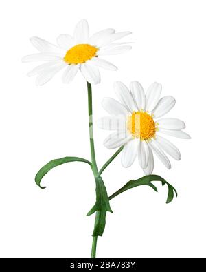 Marguerites blanches (Marguerite) isolées sur fond blanc, y compris le chemin d'écrêtage. Allemagne Banque D'Images