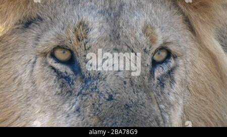 gros plan extrême sur les yeux d'un lion de sexe masculin au serengeti Banque D'Images