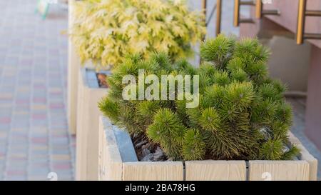 Pinus mugo pin nain de montagne dans une boîte en bois. Banque D'Images