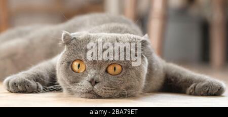 Felis catus SFS se trouve sur la table et manque. Banque D'Images