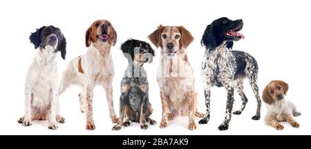 chiens bretons devant un fond blanc Banque D'Images
