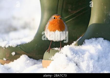 robin (erithacus rubecula) sur les bottes de Wellington dans l'Aberdeenshire neige Banque D'Images