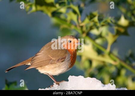 Robin erithacus rubecula, sous le houx du bush dans la neige, Aberdeenshire Banque D'Images