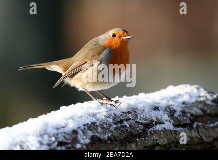 Robin erithacus rubecula, sur la connexion neige, Aberdeenshire Banque D'Images
