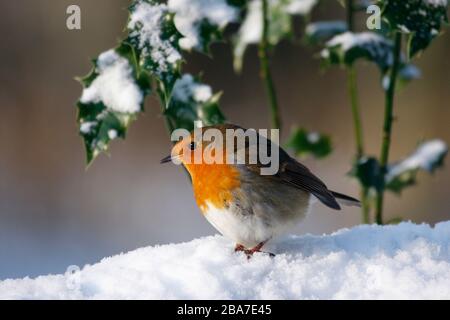 Robin erithacus rubecula, sous le houx du bush dans la neige, Aberdeenshire Banque D'Images