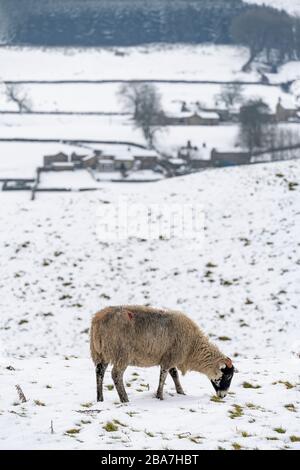 Neige mi-hiver autour d'Appersett dans la partie supérieure de Wensleydale, le Yorkshire Dales National Park, Royaume-Uni. Banque D'Images