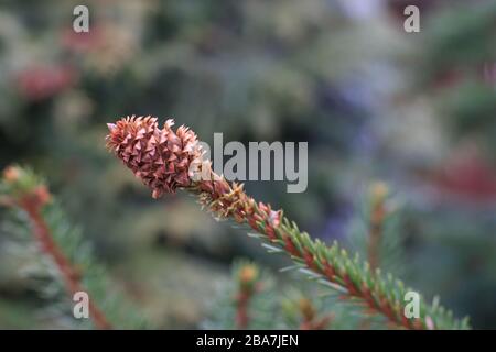 un jeune cône brun d'un pin à l'extrémité d'une branche qui croît au début du printemps Banque D'Images