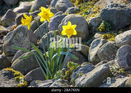 Les trois jonquilles jaunes poussent sauvage sur Dieksee à Malente, en Allemagne. Banque D'Images