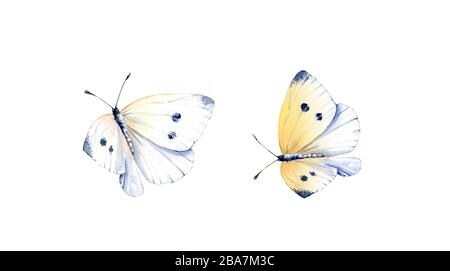 Ensemble de papillons aquarelle. Deux insectes réalistes peints isolés sur blanc. Ailes blanches et jaunes détaillées. Illustration estivale peinte à la main Banque D'Images