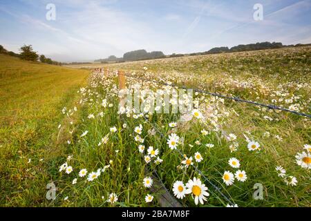 Des daisies ox-eye poussent sur le fond près du village de Wylye dans le Wiltshire. Banque D'Images