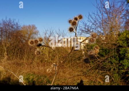 Les bavures accrochées de la tête du petit Burdock lui donnent le nom collant bob, contre un ciel bleu Banque D'Images