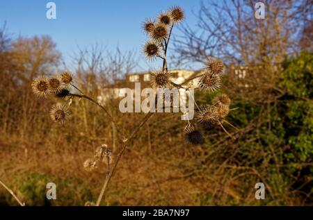 Les bavures accrochées de la tête du petit Burdock lui donnent le nom collant bob, contre un ciel bleu Banque D'Images