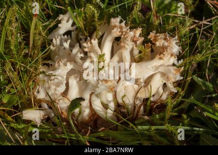 Champignon de corail à la craque, Clavulina crisstata dans les prairies anciennes, cour, Wilts. Banque D'Images