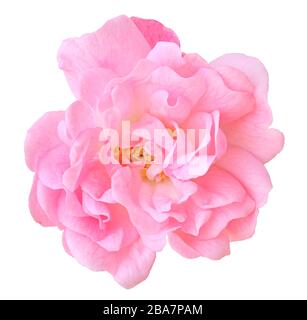 Gros plan d'une magnifique rose rose (Rosaceae) isolée sur fond blanc, y compris le chemin d'écrêtage. Allemagne. Isoliert A de la rose des roses (Rosaceae) sous-nue Banque D'Images