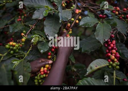 Cueillette du café à la périphérie de Nairobi, Kenya, 10 novembre 2015 Banque D'Images