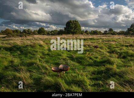 Parasol, Macrolepiota procera, dans les prairies de Castlemorton Common, Malverns, Worcestershire Banque D'Images