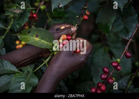 Cueillette du café à la périphérie de Nairobi, Kenya, 10 novembre 2015 Banque D'Images