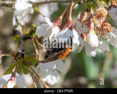 Un gros plan d'un jardin bourré d'abeilles se nourrissant sur les fleurs blanches de Prunus Kojo no mai Banque D'Images